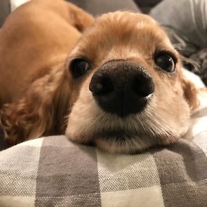 Meet your Posher, Hazel